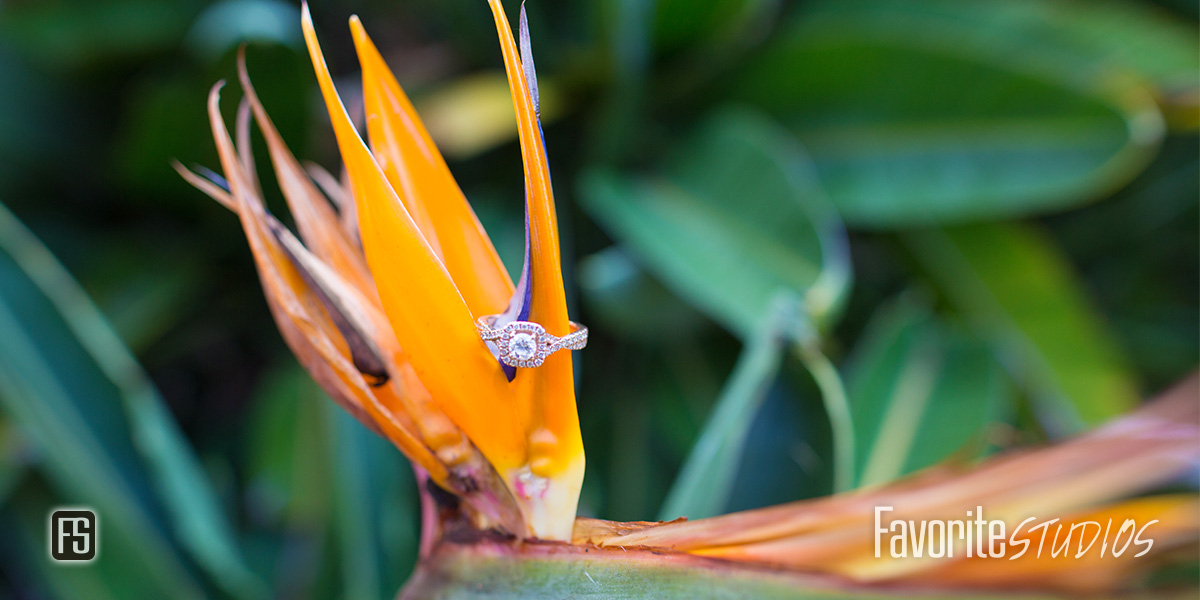 Engagement Photographer