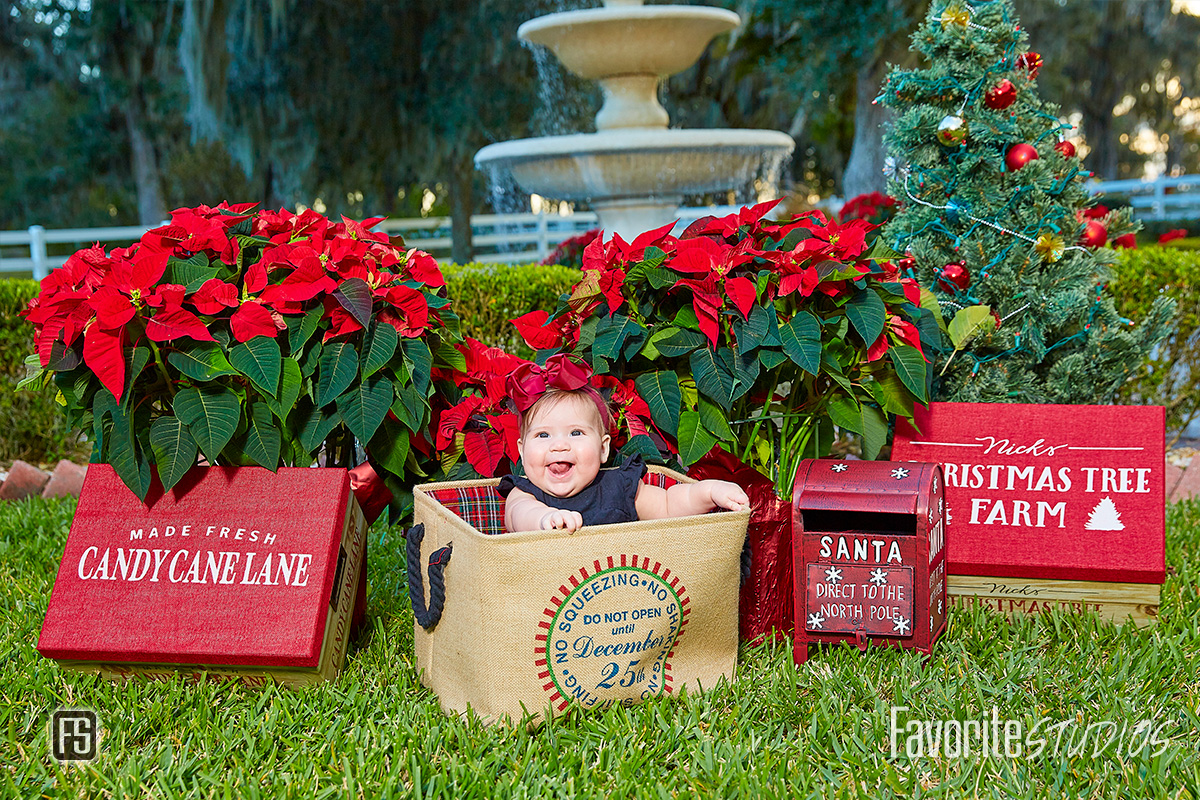 Holiday Baby Pictures